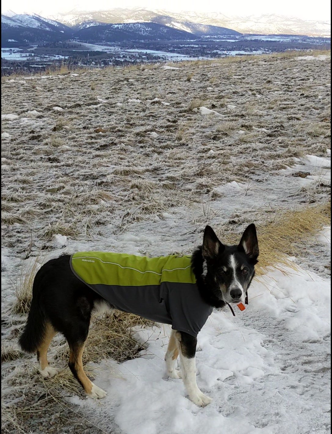 Dog in Green Jacket