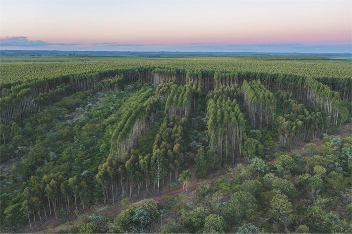 Une expérience visant à développer des moyens économiques de régénérer les forêts est menée dans cette ...