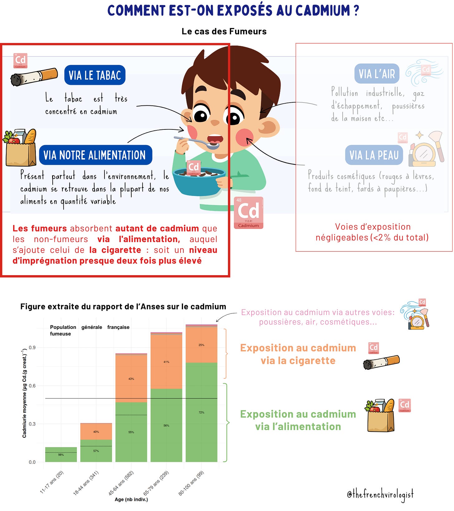 Infographie et graphique Anses : chez les fumeurs, le tabac  double l'imprégnation en cadmium par rapport aux non-fumeurs,  en plus de l'alimentation.