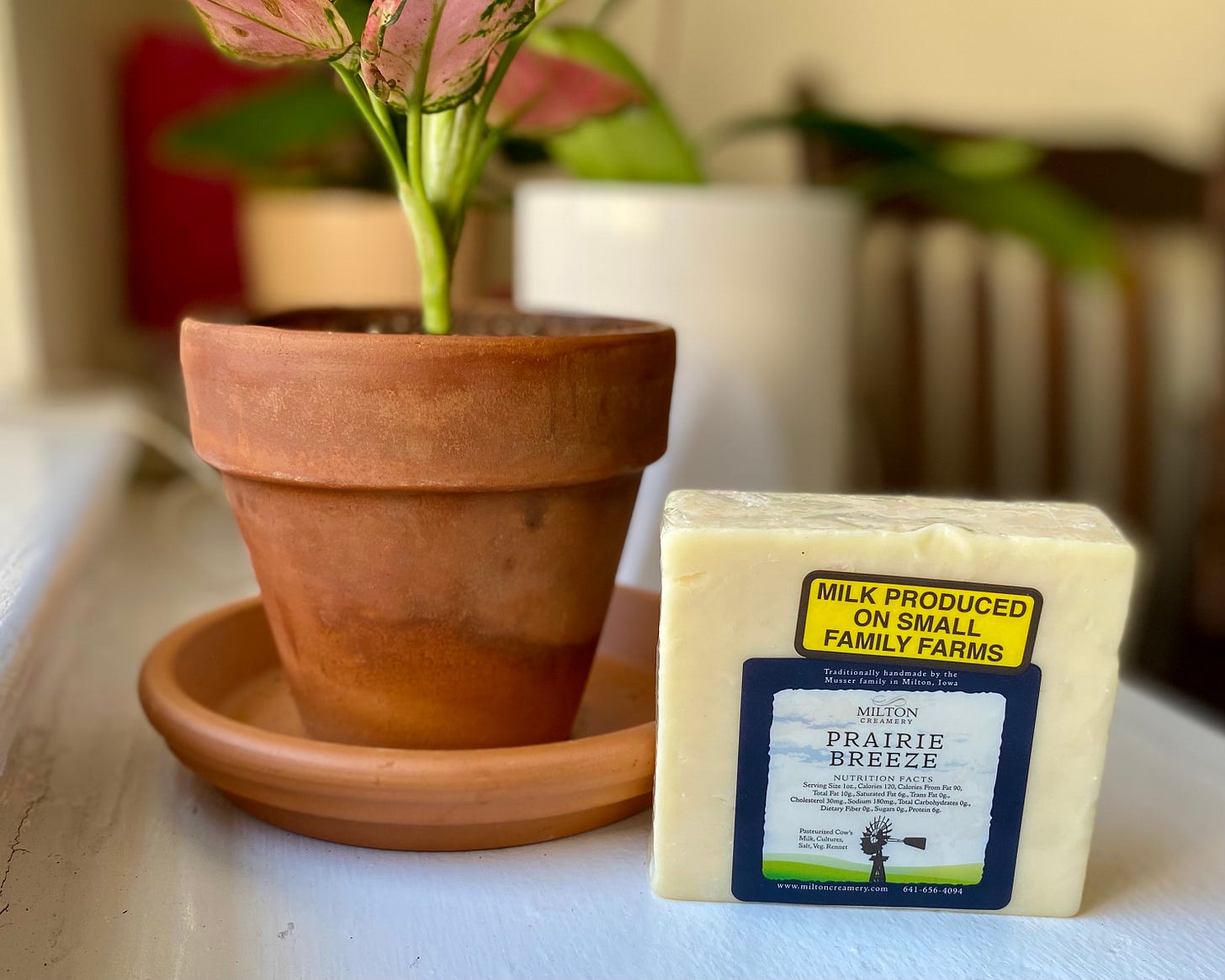 Block of Milton Creamery Prairie Breeze white cheddar cheese on a white countertop next to a small terra cotta pot with a pink plant