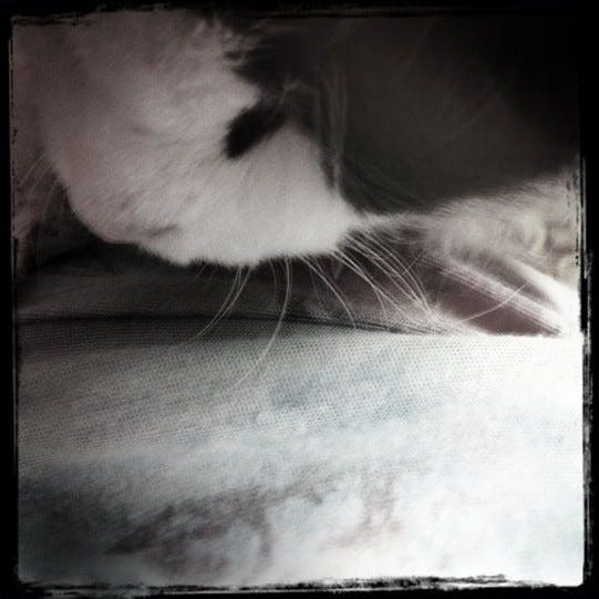 A close-up of Spot’s face shows his distinctive black-and-white markings and long whiskers as he rests gently against a person’s body, radiating comfort and trust. The picture clearly captures a loving bond. A close-up of Spot’s face shows his distinctive black-and-white markings and long whiskers as he rests gently against a person’s body, radiating comfort and trust. The picture clearly captures a loving bond.