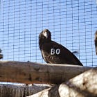 Three more condors will grace Northern California skies