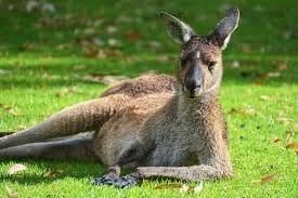 Kangaroos Are Creepy Mammal Monsters ...
