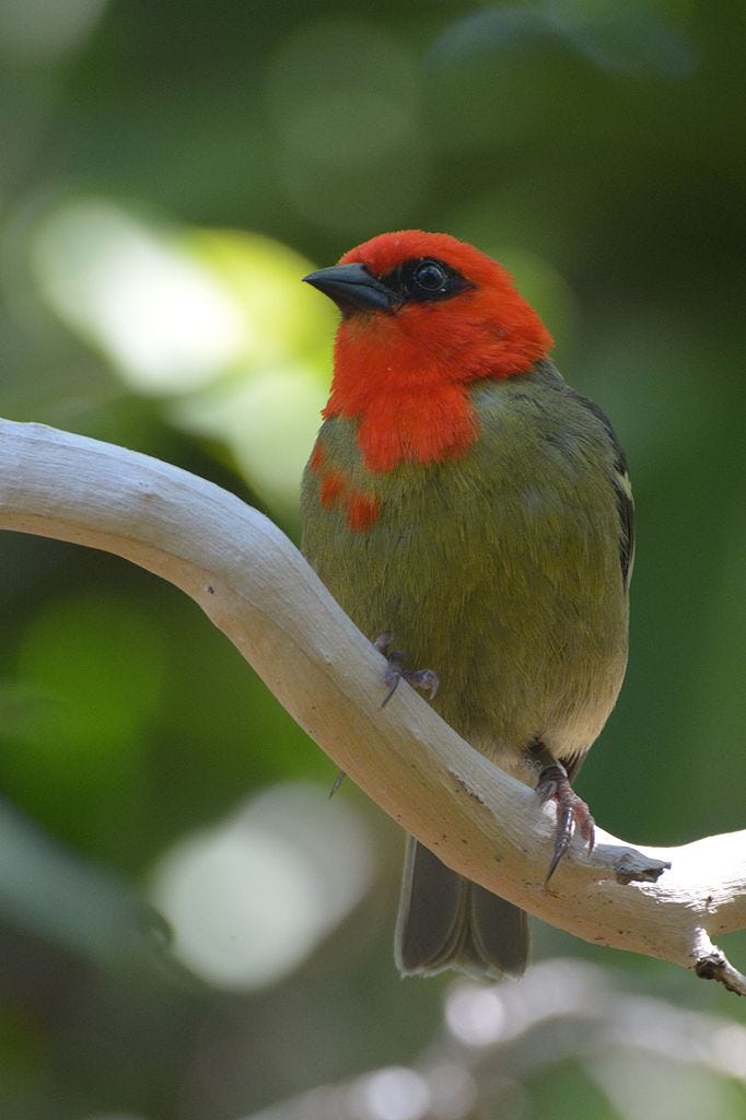 A Mauritius fody in all its glory A Mauritius fody in all its glory