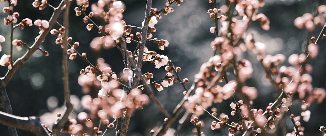a close up of a tree with small flowers