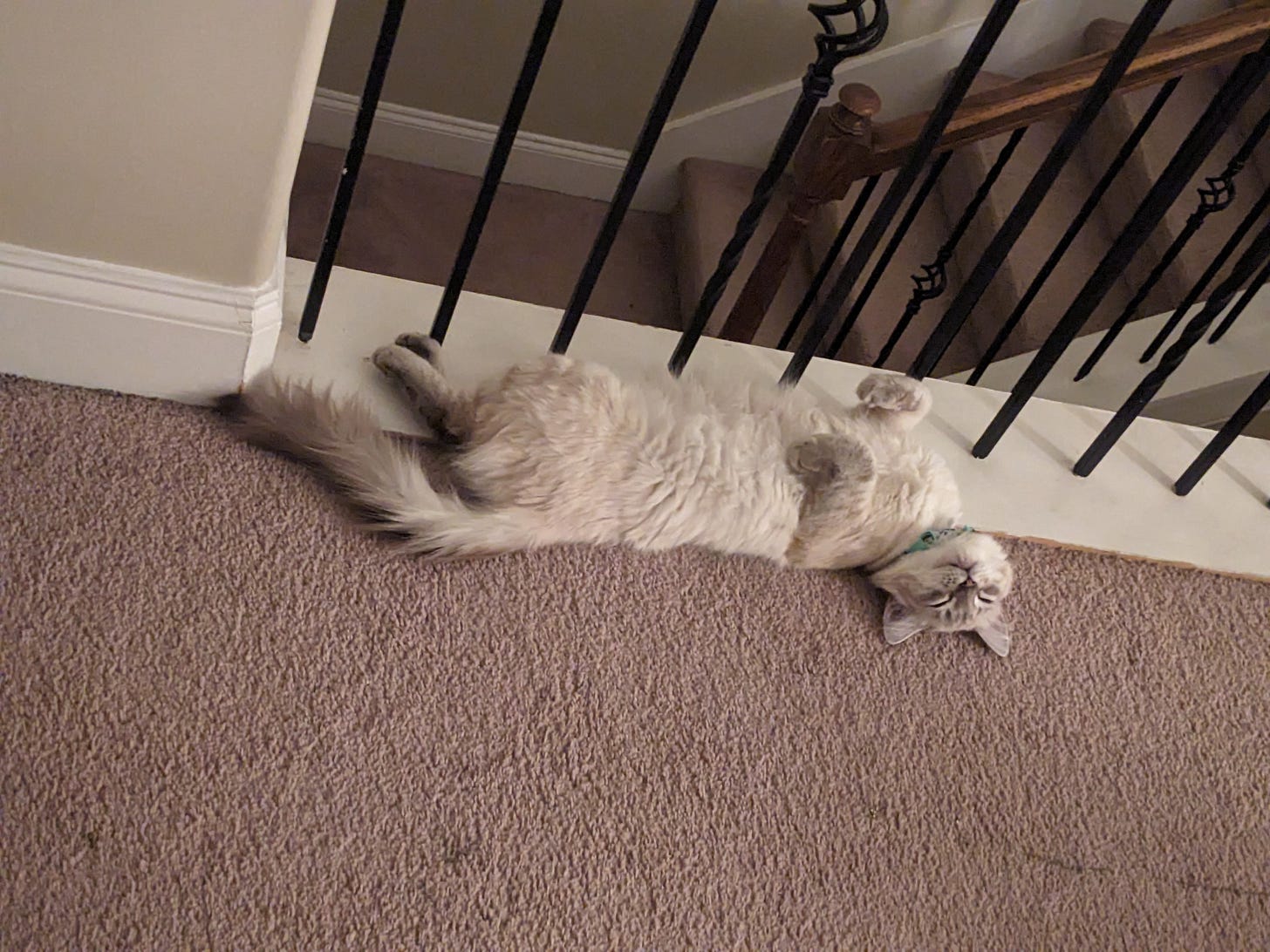 Meadow, my white/cream cat sleeping on her back with her front paws kind of floating above her weirdly angled head.