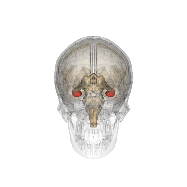 File:Hippocampus.gif File:Hippocampus.gif