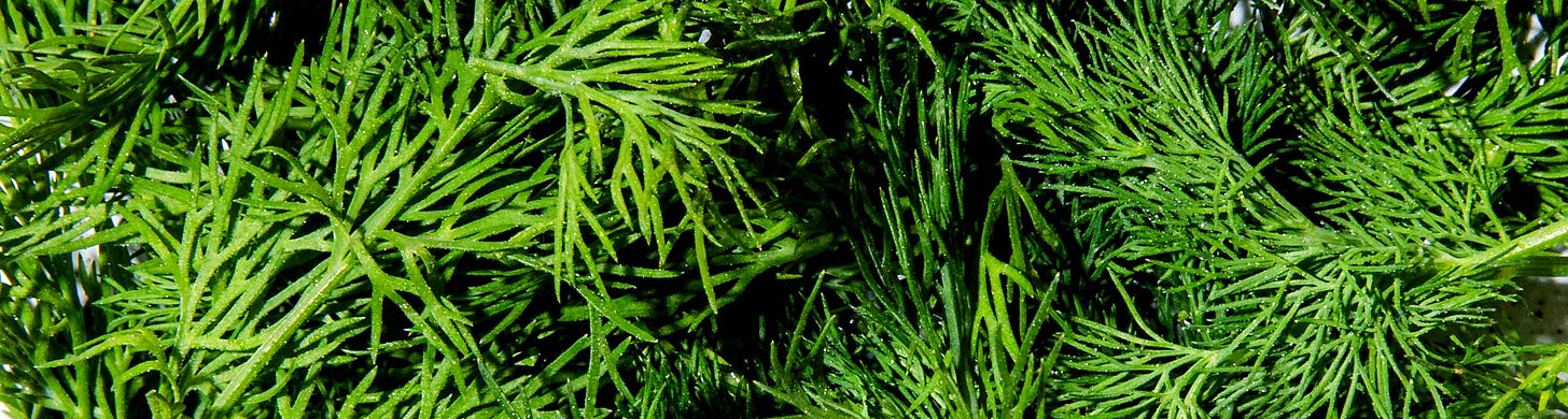 Dill