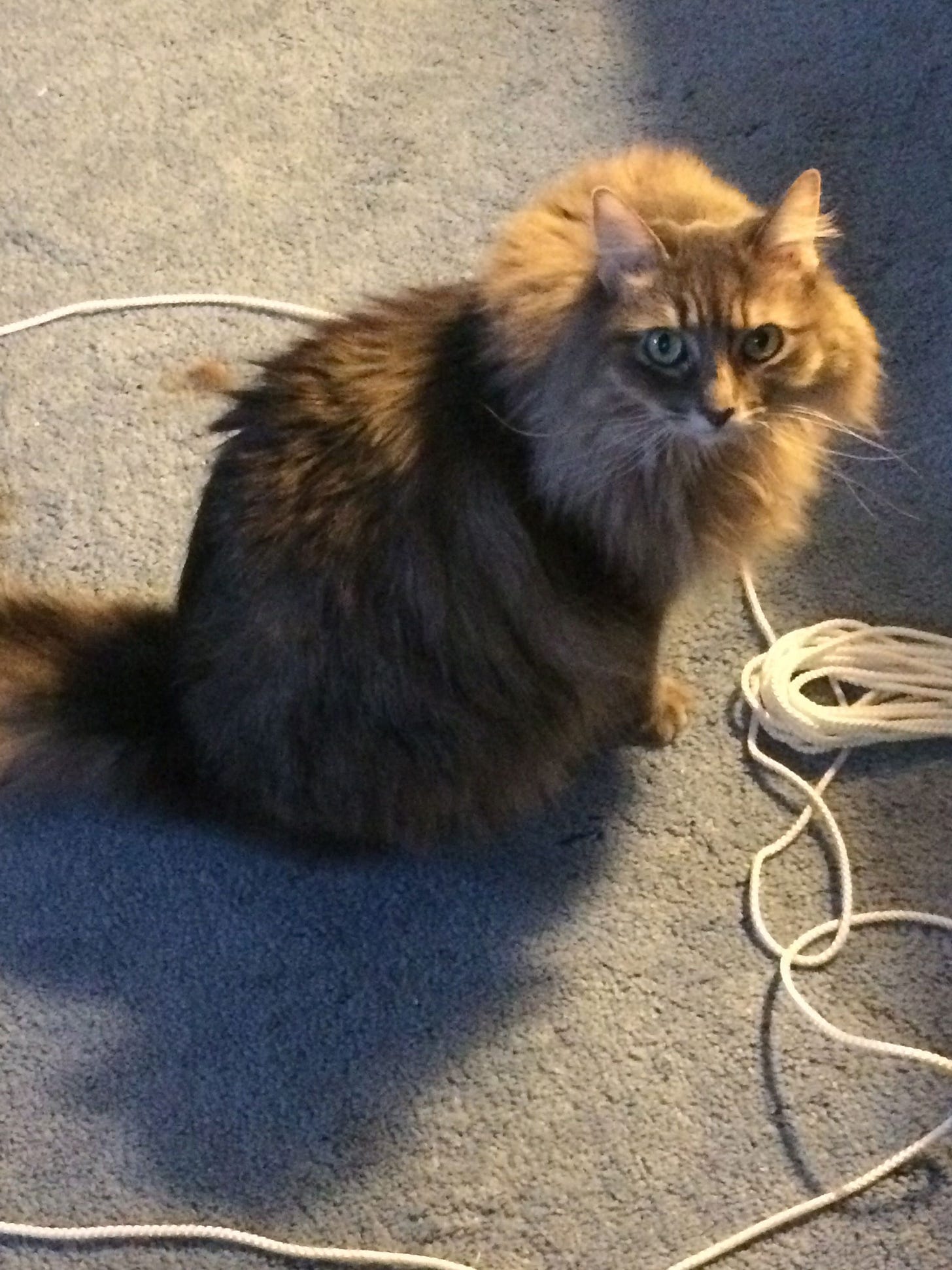 Kali_Rope_Cat_Circles Kali_Rope_Cat_Circles