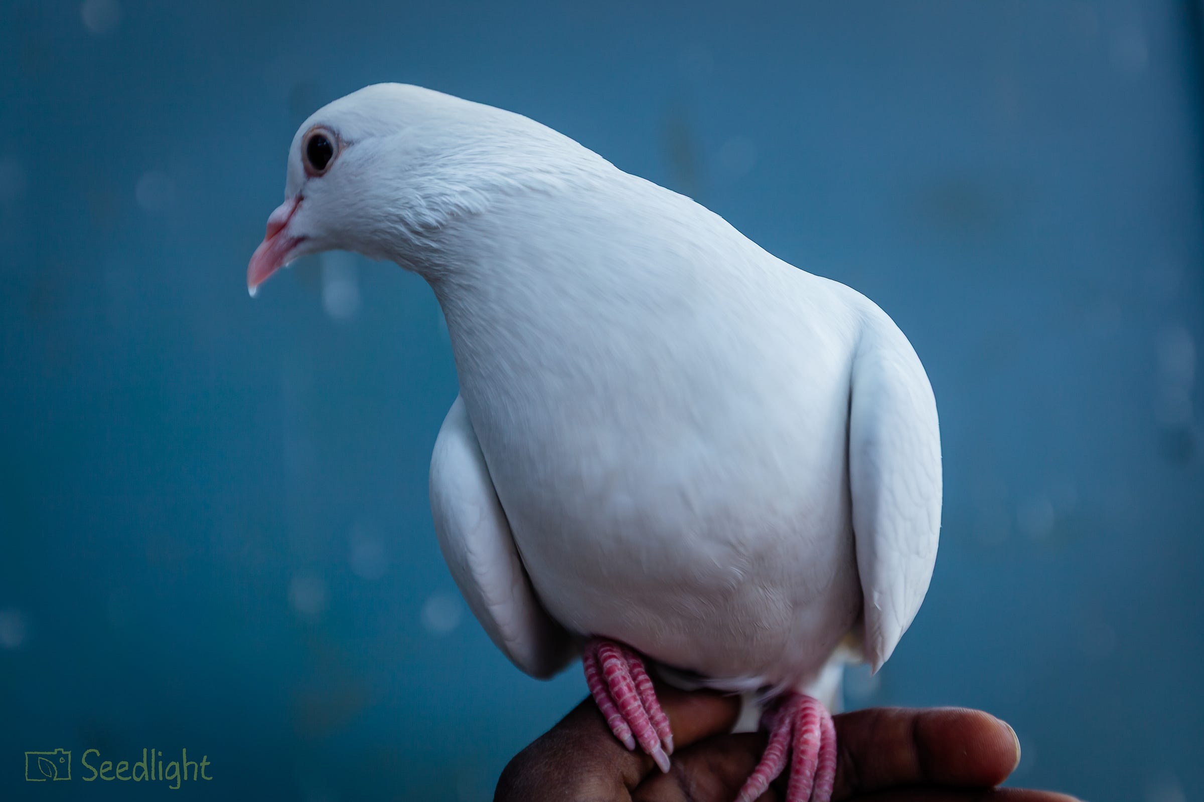 © Yohannes/Seedlight