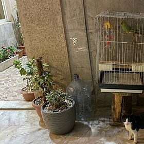 The Real Story Behind: Parakeet of Balcony
