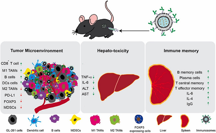 Cure for Brain Cancer Gets Promising Results in Pre-Clinical Trials