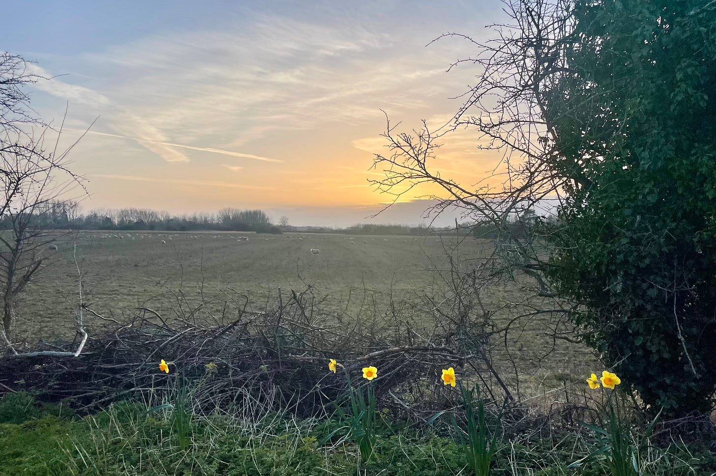 Bright yellow flowers beneath a wide field and blue sky