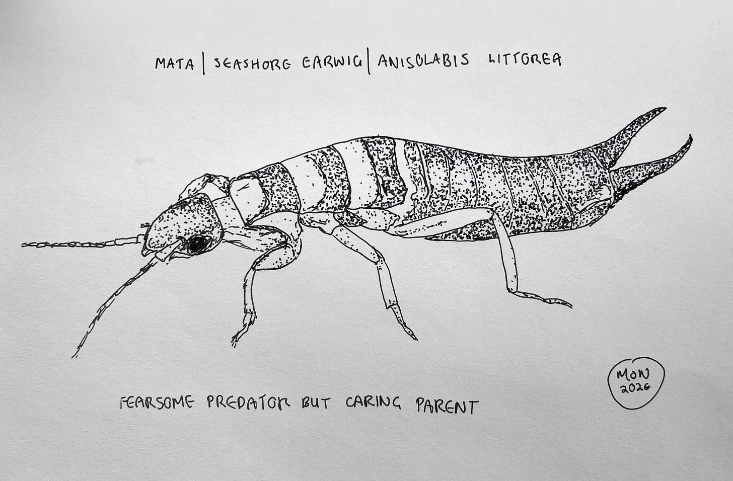 A line drawing of mata | seashore earwig | Anisobis littorea. Text: fearsome predator but caring parent A line drawing of mata | seashore earwig | Anisobis littorea. Text: fearsome predator but caring parent