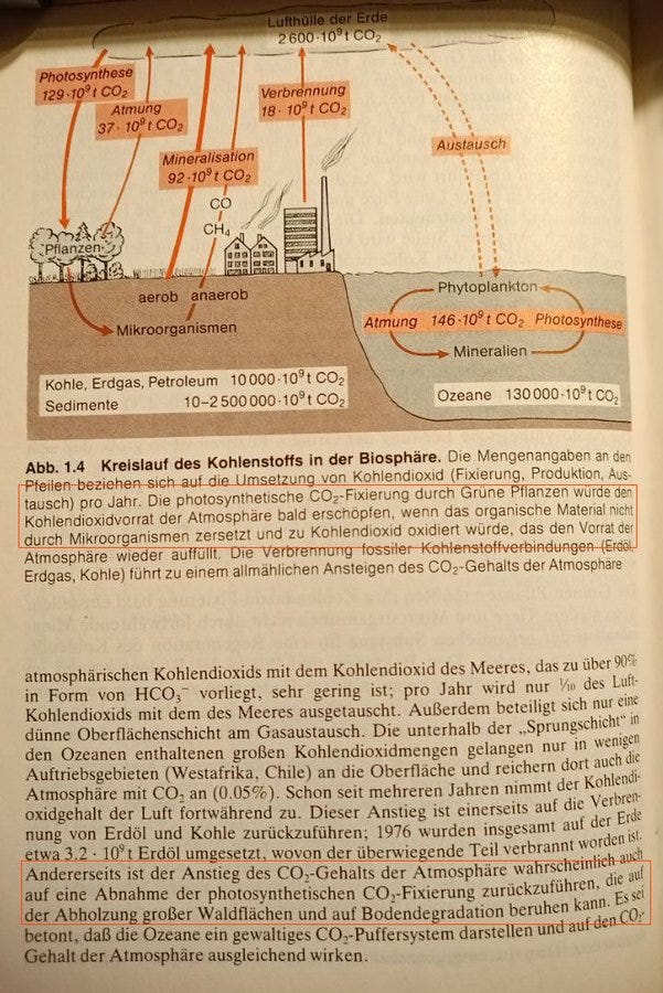 Scientific diagram depicting the global carbon cycle with arrows showing flows between atmosphere, plants, soil, and ocean. Labels include atmospheric CO2 at 0.03 percent, photosynthesis incorporating 146 Gt C, respiration releasing 60 Gt C from plants and 50 Gt C from soil microbes, mineralization of 50 Gt C, and ocean exchange of 90 Gt C. Text in German explains carbon incorporation via photosynthesis and release through respiration and decomposition to maintain the cycle. Includes compartments like phytoplankton, zooplankton, and detritus.