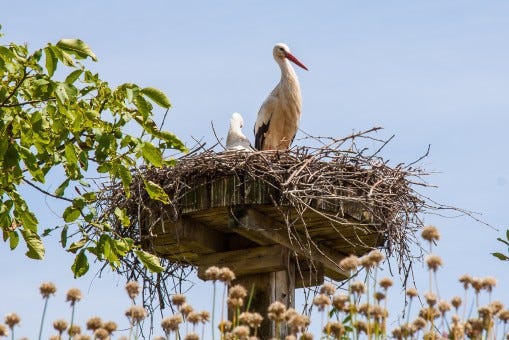 stork_nest_storchennest_breed_adebar_rattle_stork-592892-790263848.jpg