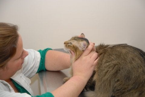 Feline Ear Infections Feline Ear Infections