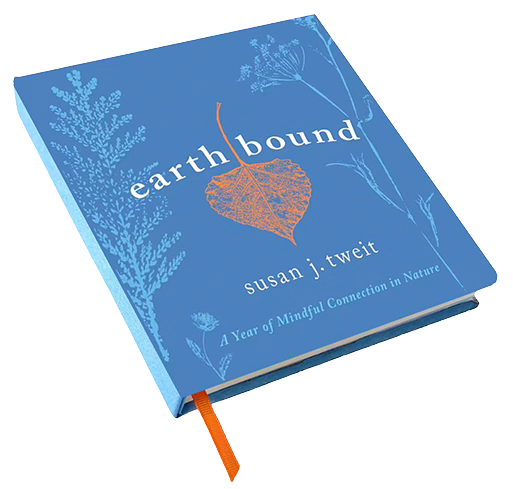 Book with blue cover and orange marker ribbon--digital image of Earthbound Image credit: Jennifer Barry Book with blue cover and orange marker ribbon--digital image of Earthbound Image credit: Jennifer Barry