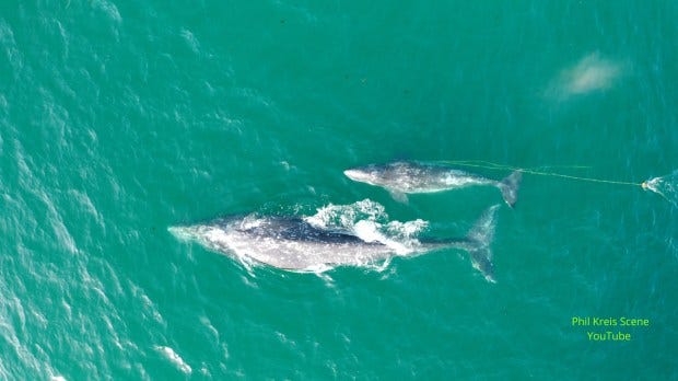 A gray whale calf, entangled in fishing gear, was spotted off Malibu on Tuesday April 20, 2021. (Photo Phil Kreis)
