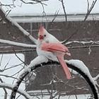 The Softer Side Of ICE. Tabs, Wed., Jan. 28, 2026