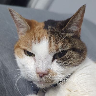 Dogs, Cats, and Lizards Napping