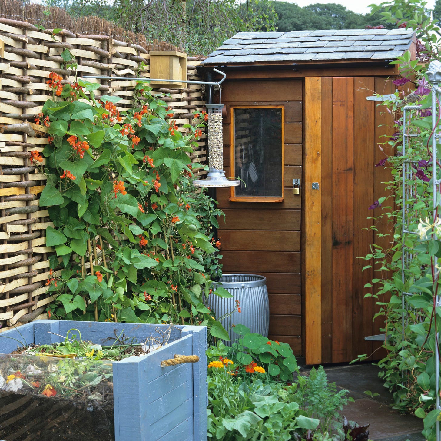 A small, enclosed garden with a woven wooden fence, a timber shed with a slate roof, and lush green plants climbing the fence. Orange flowers and leafy vegetables grow densely around a compost bin in the foreground, while a bird feeder hangs beside the shed, creating a productive, wildlife-friendly garden space.