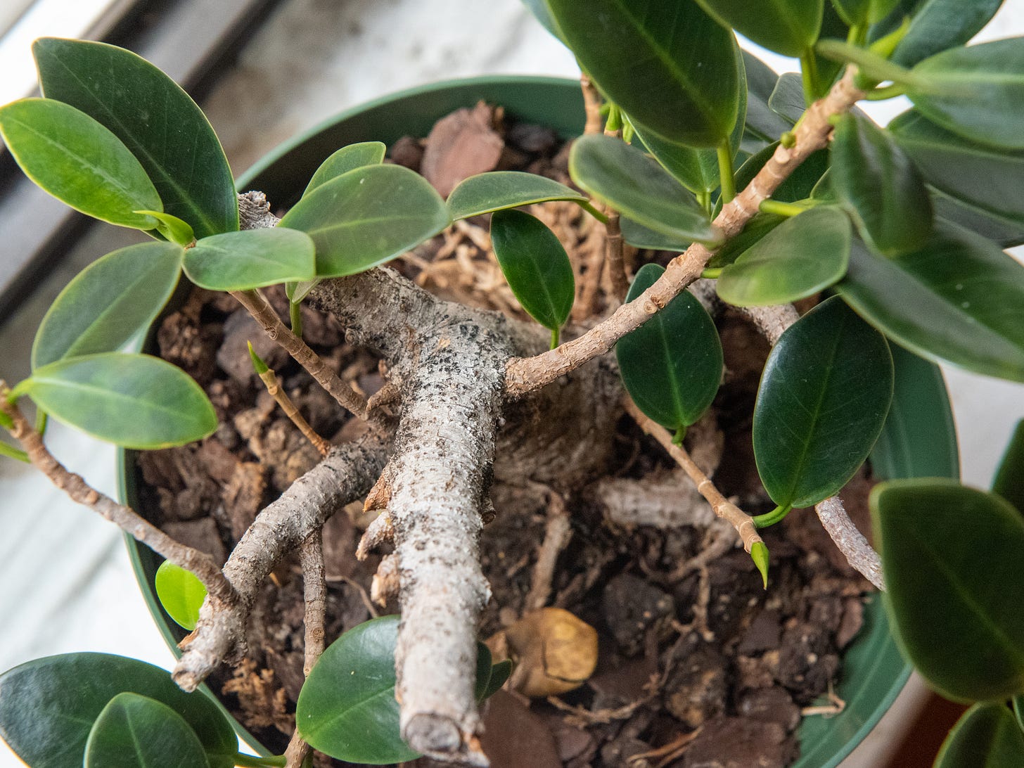 ID: Aerial view of the same tree showing the new trunk.