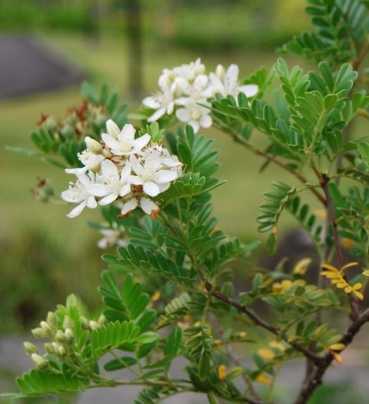 Close-up of a cluster of star-shaped, five-petaled white flowers with white stamens growing on a branch of a shrub.