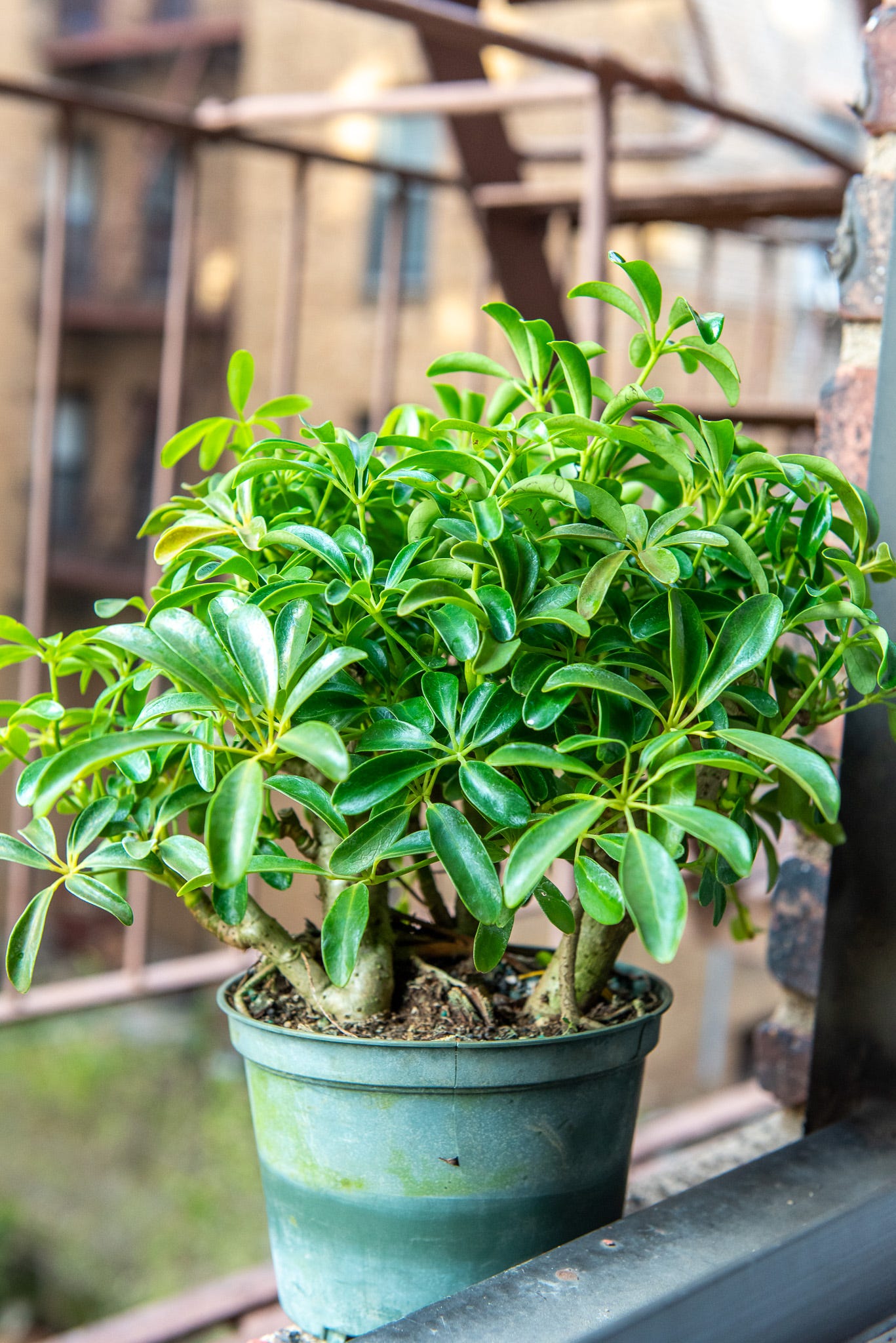 ID: Umbrella tree foliage plant in plastic pot