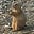 Prairie Dog Fan's avatar