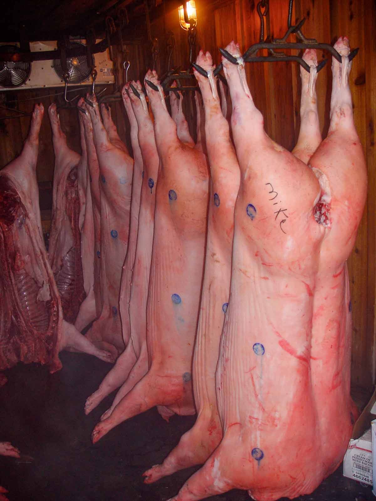 Hogs ready for whole-hog barbecuing Hogs ready for whole-hog barbecuing