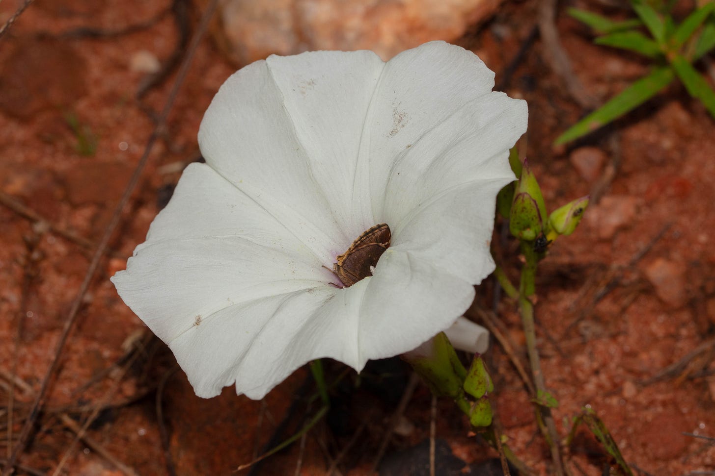 A white morning-glory flower with a thin throat that flares to wide white petals, with the dark wings of a small butterfly barely visible poking out of the top of the flower's throat