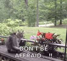 a cat is sitting on a railing with flowers and trees in the background and says do n't be afraid a cat is sitting on a railing with flowers and trees in the background and says do n't be afraid