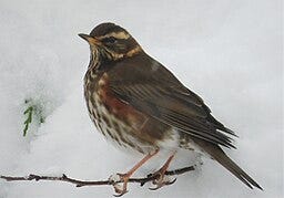 a grey and brown speckled bird; cobwebs on flower stems; a red brested speckled brown bird