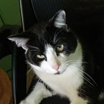 A gallery of photos of Victors black and white tuxedo face