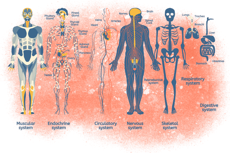 Systems & Subsystems of The Human Body