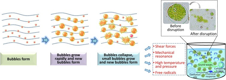 Ultrasound for microalgal cell disruption and product extraction: A review  - ScienceDirect