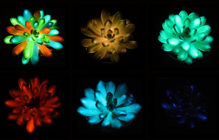 Succulents glow in shades of red, green, blue, and more after being infused with afterglow phosphor particles that absorb and slowly release light.