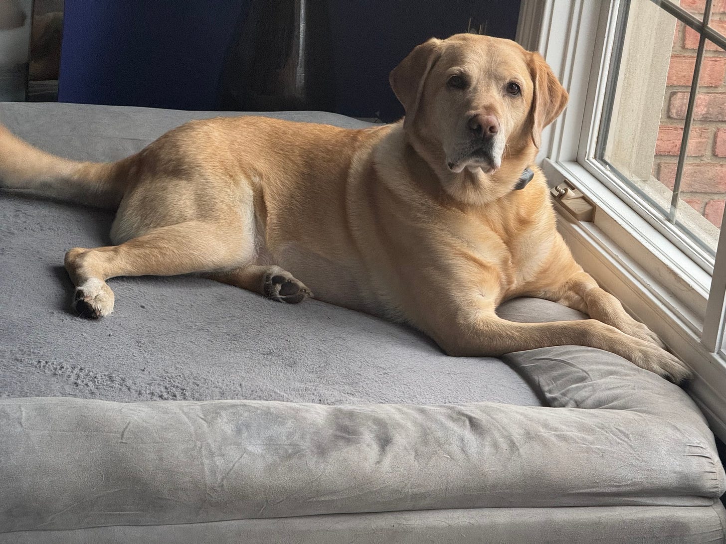 May be an image of dog