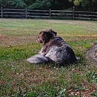 A Dog's Grief