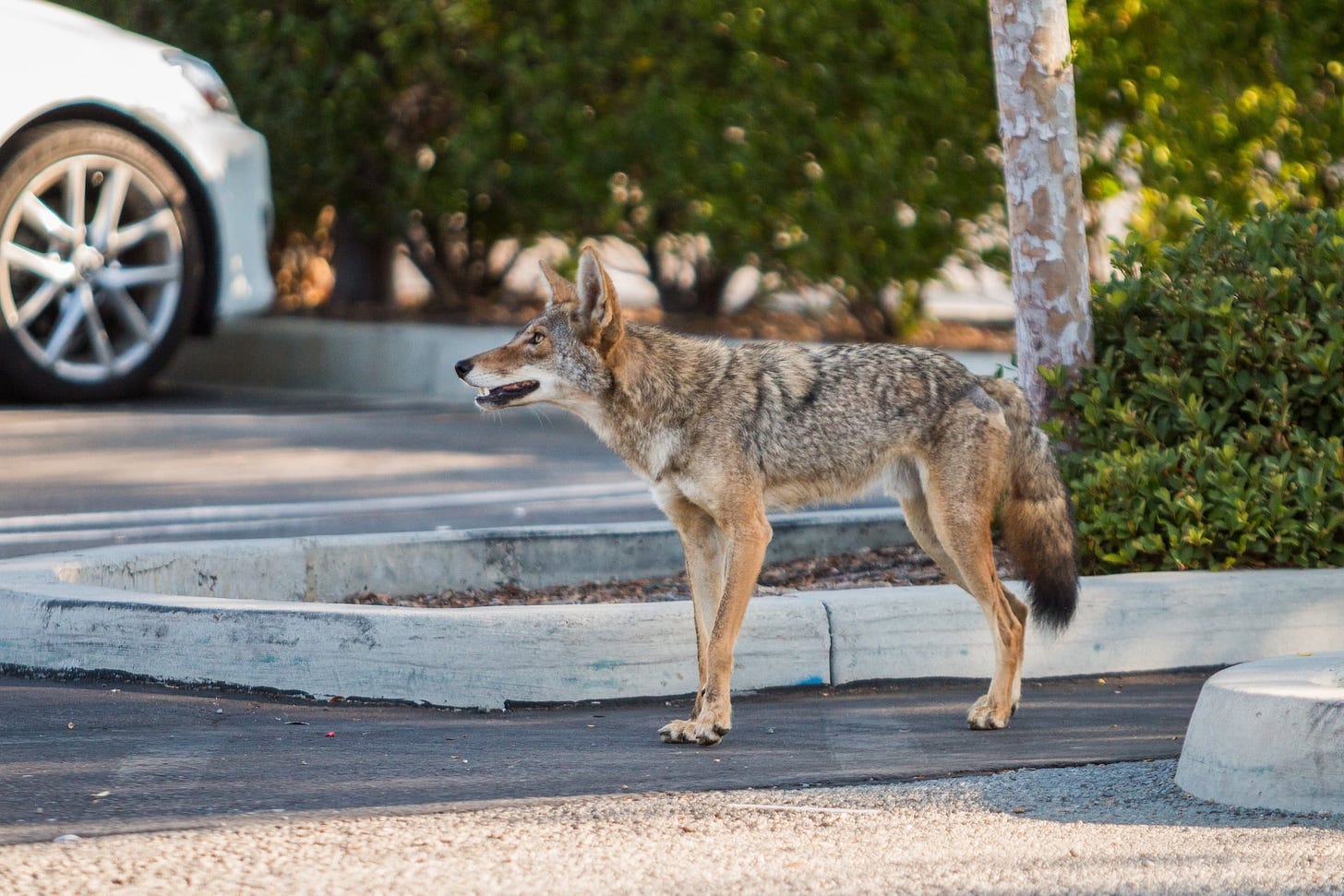 Seattle Has 9 Times More Coyotes Than Nearby Wilderness. Here's Why
