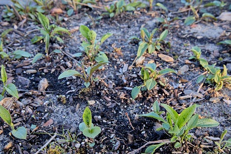 various morning shots of perennial herbs coming up in spring