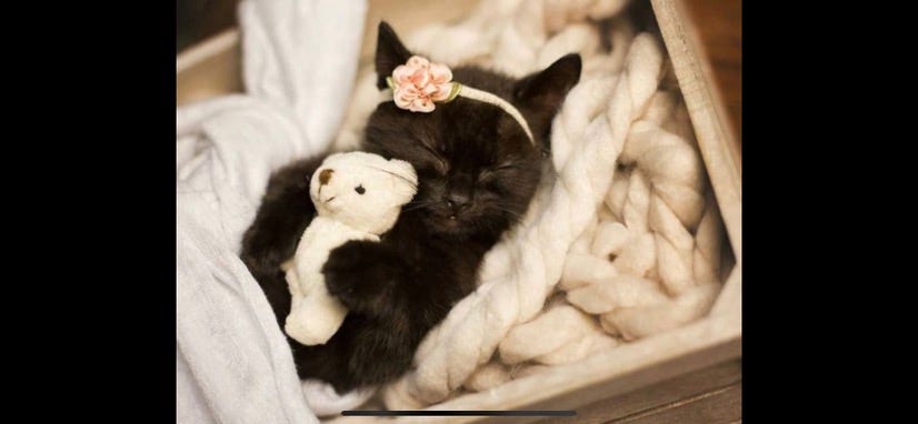 Autistic Special Pigeon’s Newsletter