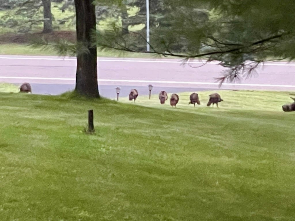A group of animals walking on grass

Description automatically generated