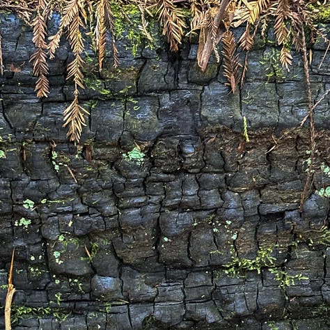 close up views of redwood tree bark and clover