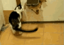 a black and white cat standing next to a dog on a tile floor a black and white cat standing next to a dog on a tile floor
