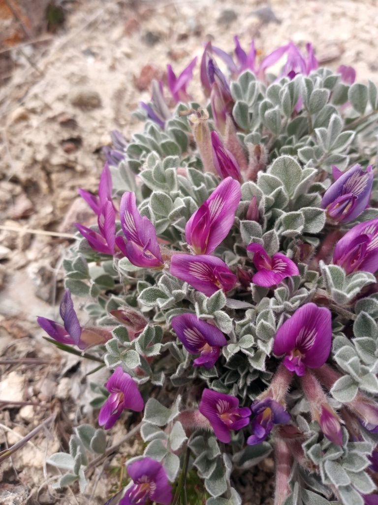 Photo 23: Astragalus purshii, shallow rocky soils, look for biscuitroots