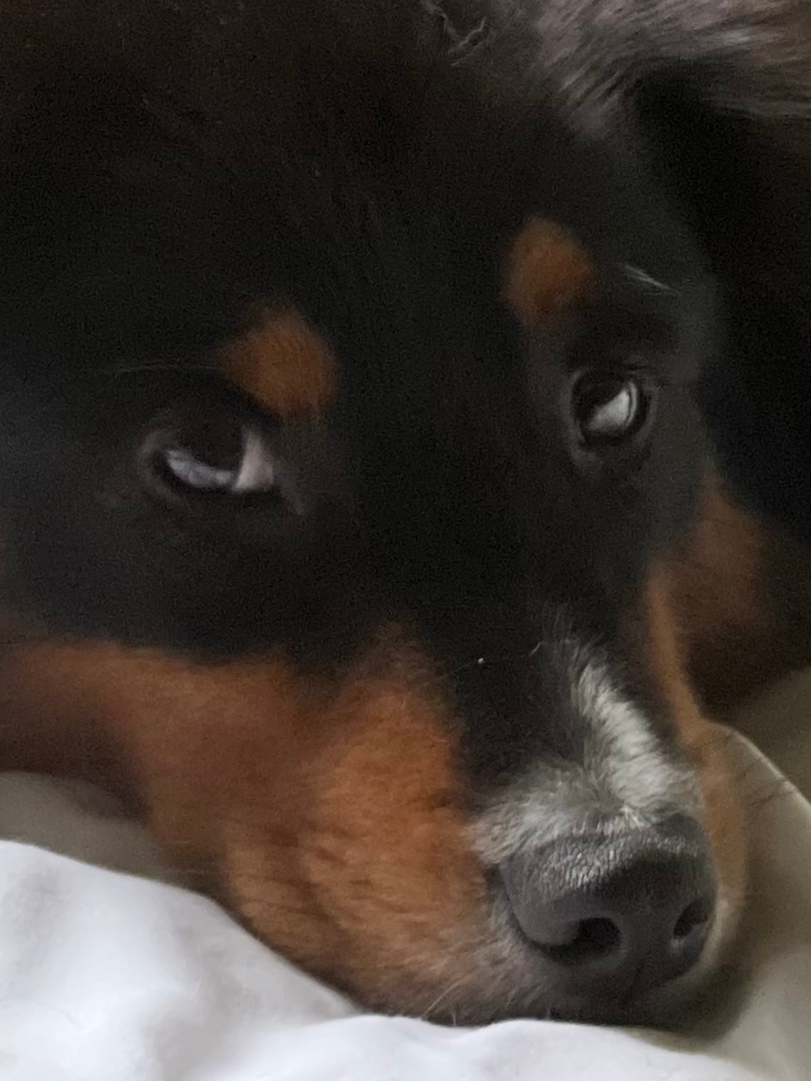 Closeup of the primarily black face of a dog with brown and white markings. Dog looks innocent and sweet. Dog is not always innocent and sweet.