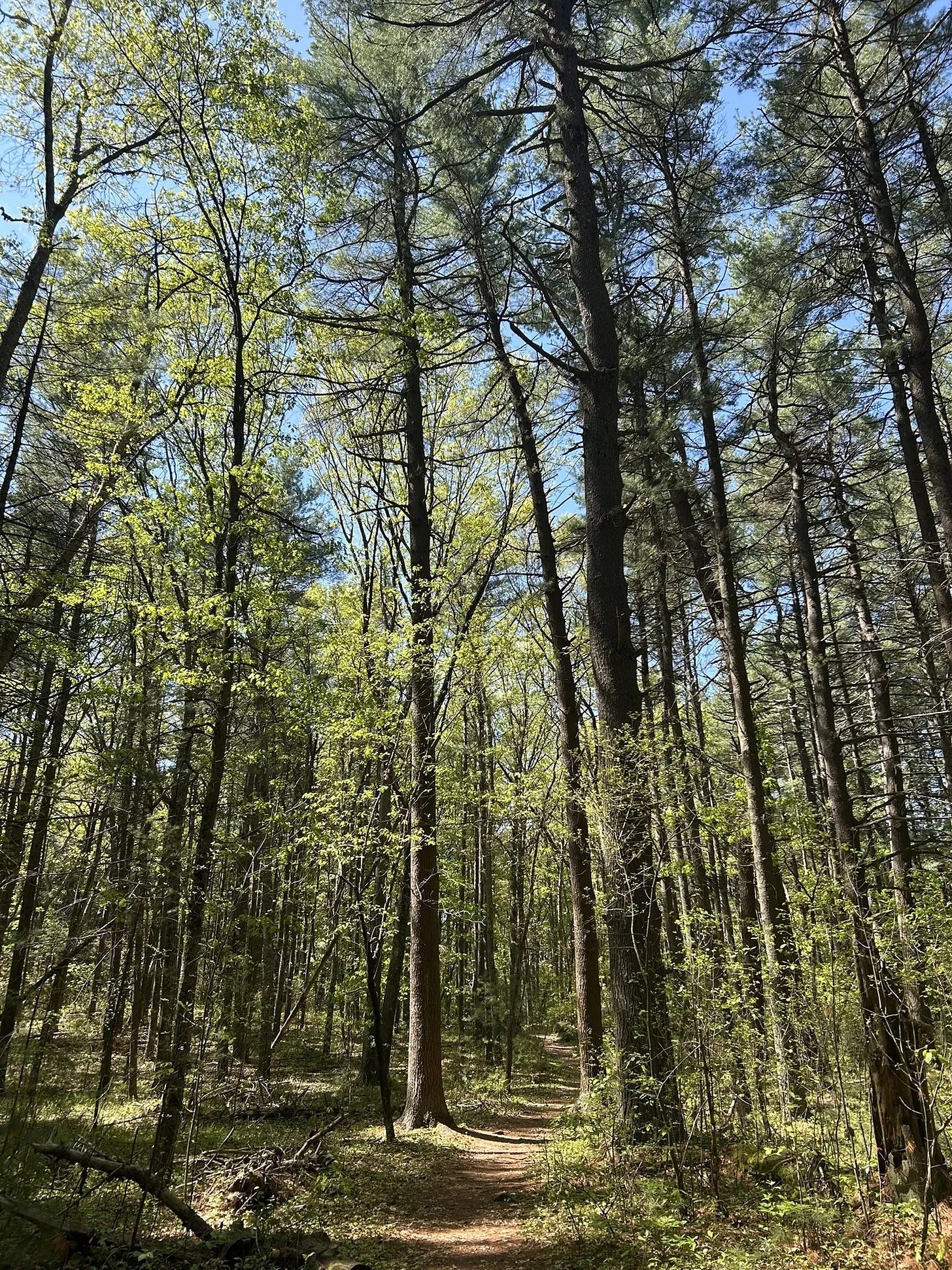  A forest of towering pine trees makes way for a brightly lit path in the center of the forest.