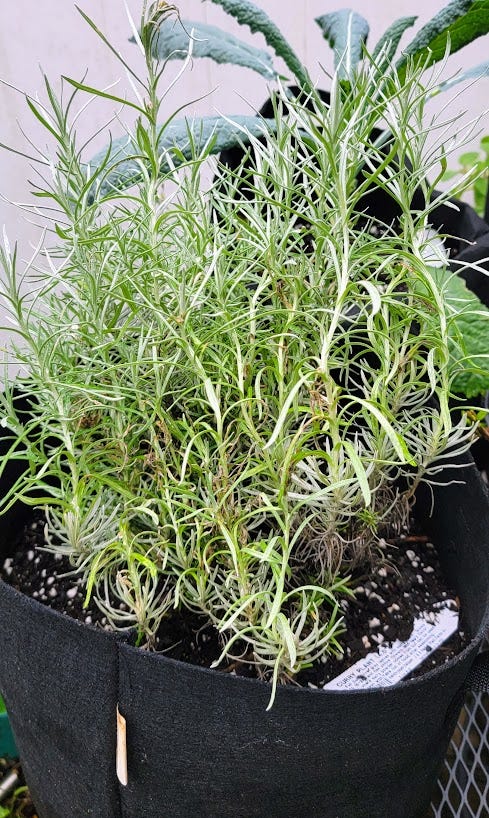 Rosemary plants in my garden